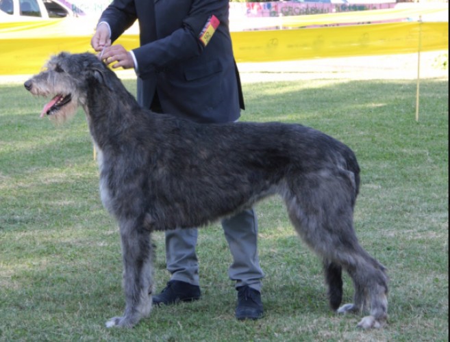 Grand Prix Roan Inish - Irish Wolfhound