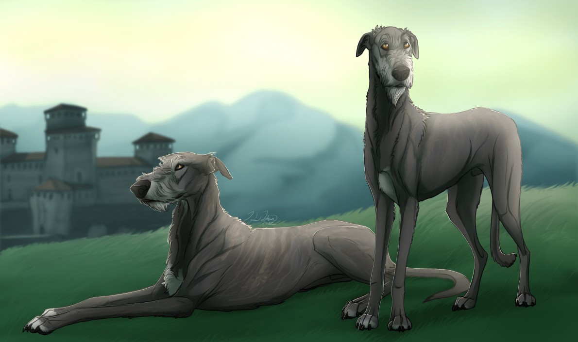 irish wolfhounds cartoon