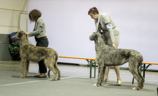 97th International Dog Show Luxeburg  May,11 Nelliel du Second Souffle  18 months old got 1ST exc  CACL