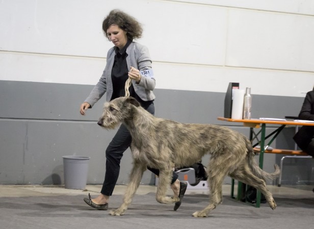 97th International Dog Show Luxeburg  May,11 Nelliel du Second Souffle  18 months old got 1ST exc  CACL