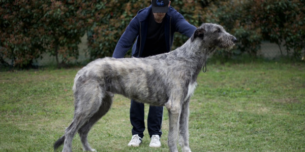 Arkham irish wolfhound Duncan Zowie - 16 months old