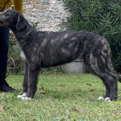 Arkham Wolfhounds - Baba Yaga