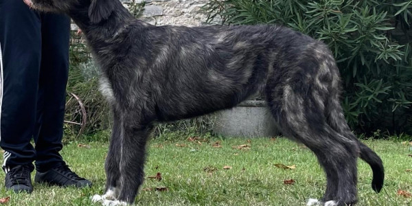 Arkham Wolfhounds - Baba Yaga