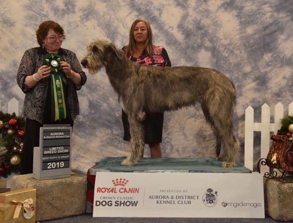 Aurora Dog Show Wire/Rough/Broken Coated Breeds Ltd Show Three Little Birds' Grooving ToThe Music Wins the Puppy Group