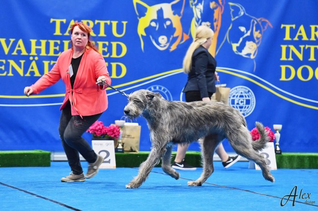 CACIB dog-show in Tartu (Estonia)    Dwarfs' Valley Pelton won BOB, CACIB, CAC and became new Estonian Champion