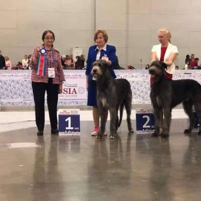 CACIB dog-show "Russia'2019 in Moscow Dwarfs' Valley Perkons won BOS, CACIB