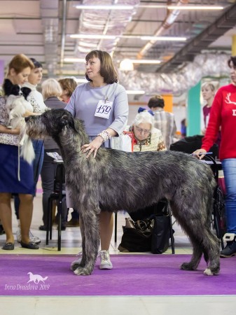CACIB-show in Moscow (Russia) Dwarfs'Valley Perkons new Russia Champion