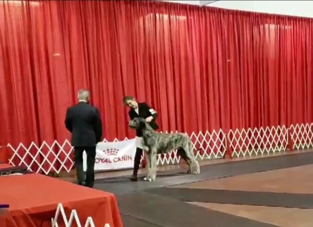 Caledon Dog Show Canada Castlekeep Steel Will  Best of Winner Best puppy