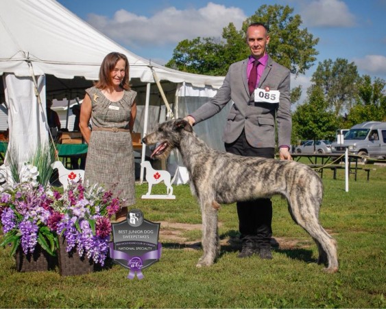 Canadian National Speciatly  2018 Ontario Castekeep’s Steel Will  Irish Wolfhound