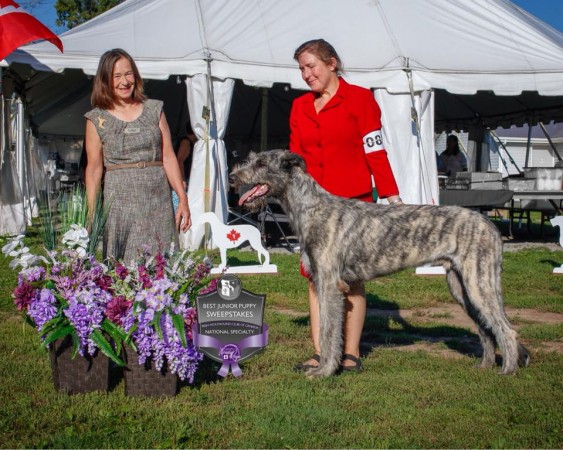 Canadian National Speciatly  2018 Ontario Castekeep’s Steel Will  Irish Wolfhound
