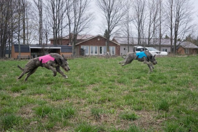 Castlekeep’s Steel Will and Castlekeep’s Scarlet Magnolia passed their lure coursing certs first time out.