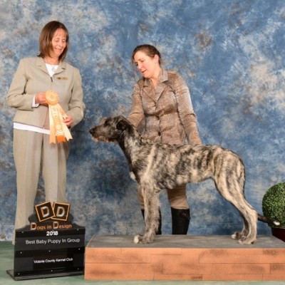Castlekeep's Steel Will wins best baby puppy in hound speciality in Canada