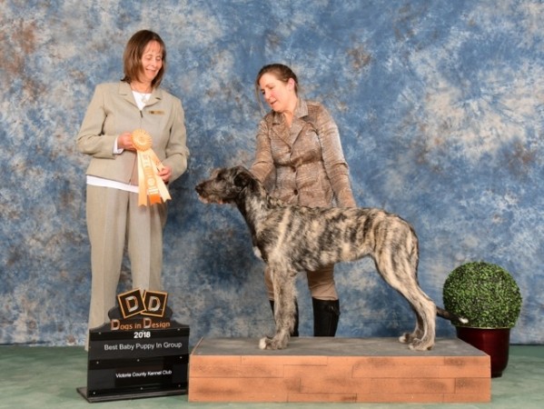Castlekeep's Steel Will wins best baby puppy in hound speciality in Canada