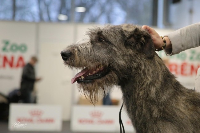 Club Specialty Show Riga Latvia Dwarfs'Valley Pascal won 1 excellent in junior class and BOO