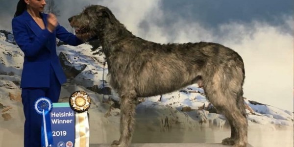 Dog-show  Helsinki Finland Dwarfs Valley Pascal became   new Finnish Champion