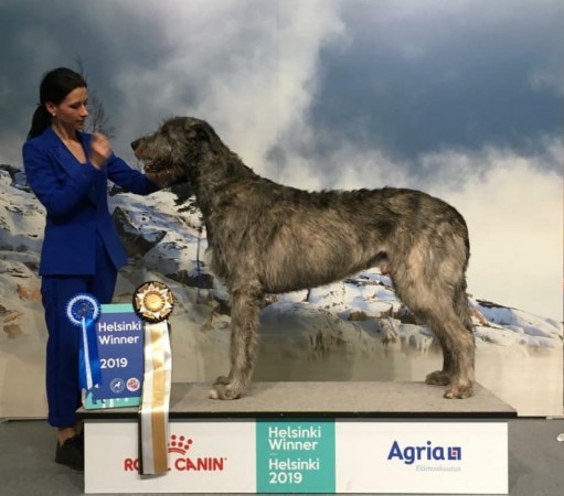 Dog-show  Helsinki Finland Dwarfs Valley Pascal became   new Finnish Champion