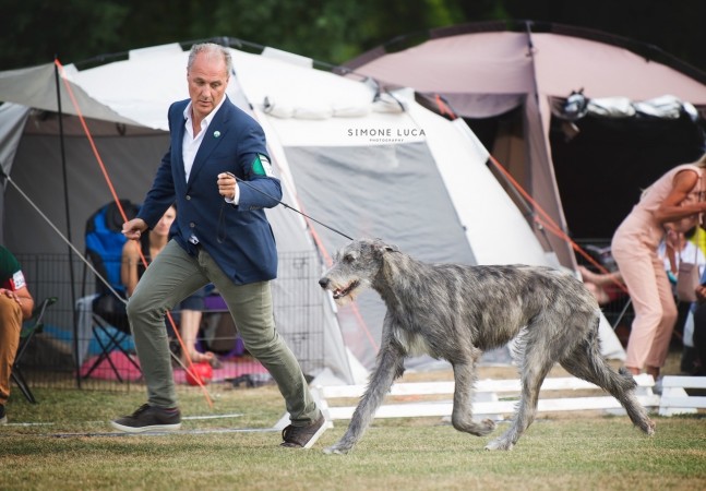 Donaueschingen Festival Sighthound 2019  results