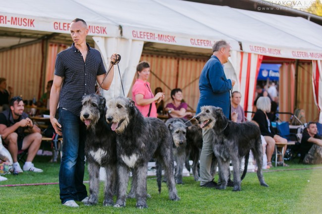 Donaueschingen Sighthound Festival  2016 - Tommy become Donaueschingen Winner