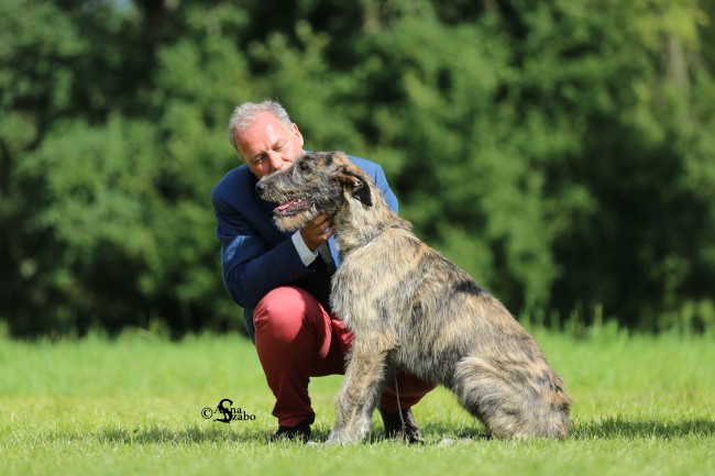 Donaueschingen Sighthound Festival  2016 - Tommy become Donaueschingen Winner