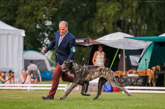 Donaueschingen Sighthound Festival 2018 Urania dei Mangialupi  puppy BIS