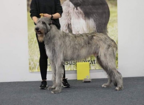 Dwarfs'Valley Philip (17 months old) during a dog show organisized by finnish irishwolfhound org got 3rd exc