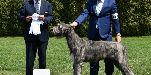 Essex County Dog Show  Canada - Three Little Birds' Grooving ToThe Music  got Group 3 and Best Puppy in Group