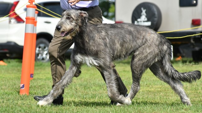 Essex County Dog Show Three Little Birds' Grooving ToThe Music  aka Gypsy got Group 2 and Best Puppy in Group