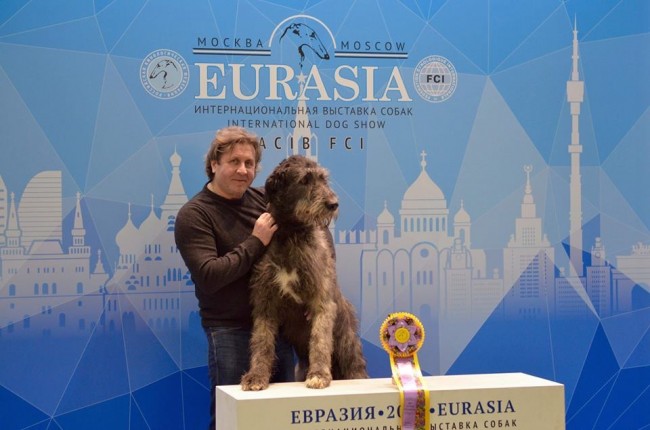 EURASIA 2019 - Moscow - Russia  Dwarfs'Valley Perkons  17 months old got WONDERFUL results!