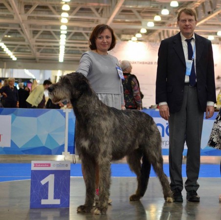 EURASIA 2019 - Moscow - Russia  Dwarfs'Valley Perkons  17 months old got WONDERFUL results!