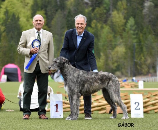 Euro Sighthound Show  May, 11  and Sighthound Specialty  May,12  in Slovenia  Urania  dei Mangialupi Eurosighthound winner!