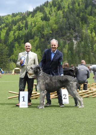 Euro Sighthound Show  May, 11  and Sighthound Specialty  May,12  in Slovenia  Urania  dei Mangialupi Eurosighthound winner!