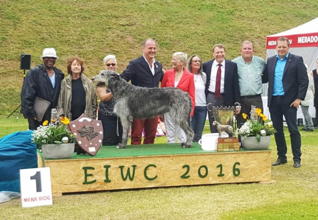 European Irish Wolfhound Congress 2016 - Nörten-Hardenberg  Germany