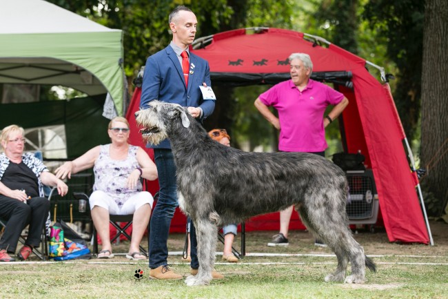 FCI Central European Sighthound Show & Sighthound Club Show 2017 Will Scarlet got the titles both days