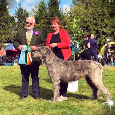Finland - Irlanninsusikoira Ougust 2018 Specialty Show   162 entries  Dwars Valley Pelton got Exc 1st in open class  Best Male 4th   CQ, RES CAC