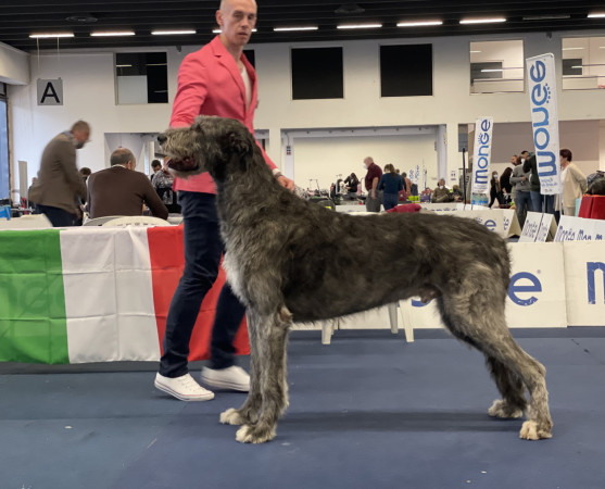First experience in the ring for our Evil and Elvira at International Dog Show Ferrara