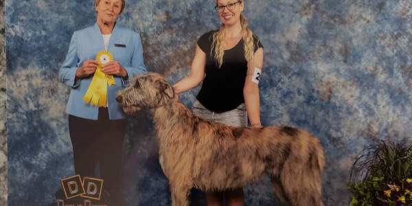 Forest City Kennel Dog Show -  Canada  May, 11 – 12   Laislinn's Lucrezia - aka Lucy  won the Breed both days  and went on to take a Group 3rd