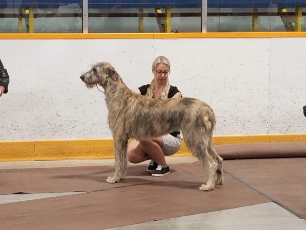 Forest City Kennel Dog Show -  Canada  May, 11 – 12   Laislinn's Lucrezia - aka Lucy  won the Breed both days  and went on to take a Group 3rd