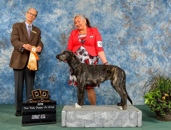 Forest City Kennel Dog Show -  Canada  May,12 Three Little Birds Grooving To The Music – aka Gypsy   15 weeks old  wins Best Baby Puppy in Group