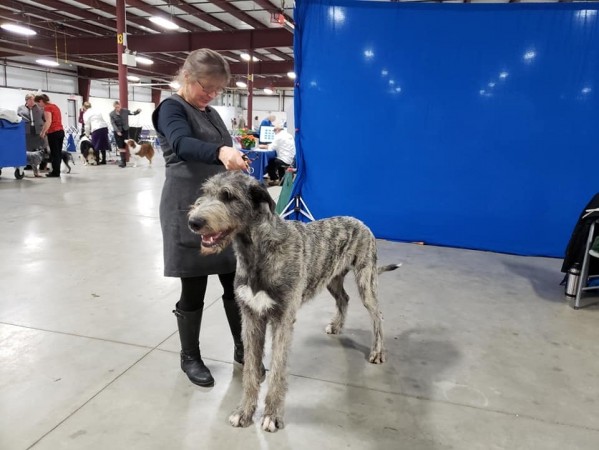 Georgina Dog Show Canada 2018  Castlekeep Steel Will  Best puppy