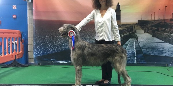 Gibraltar Dog Show  Spain - Nelliel du Second Souffle got BOB and become  Gibraltar  Champion