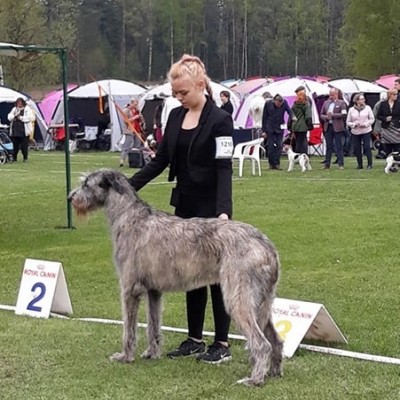 Helsinki International Dog Show  - Finland   Dwarfs Valley Philip, 20 months old,  got exc 2nd