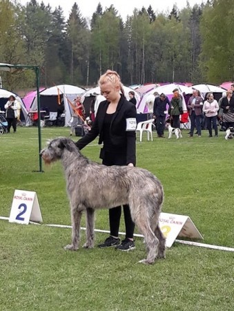 Helsinki International Dog Show  - Finland   Dwarfs Valley Philip, 20 months old,  got exc 2nd