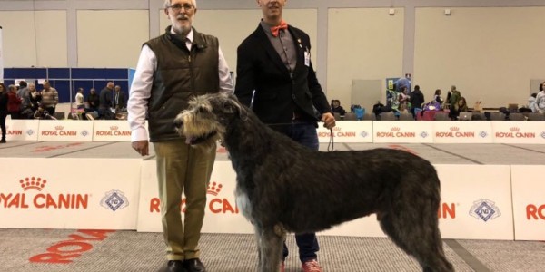 IDS Padova 2018 Sighthound Specialty - Will Scarlet got Best Of Breed