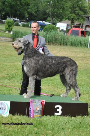 International Dog Show Aarau  (Swiss) Double CACIB 24. & 25. June 2017