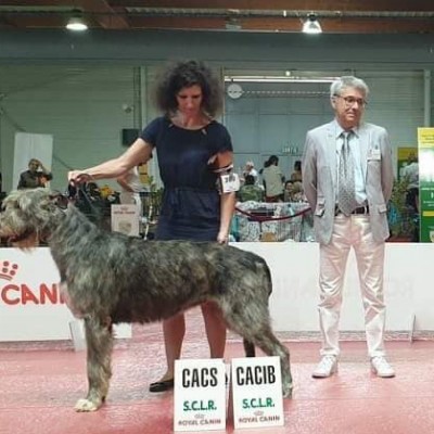 International Dog Show Béziers - France  29/06/19 Junior French Champion  Ottavia of Muma got 1st EXC CAC CACIB BOB  from Intermediate class