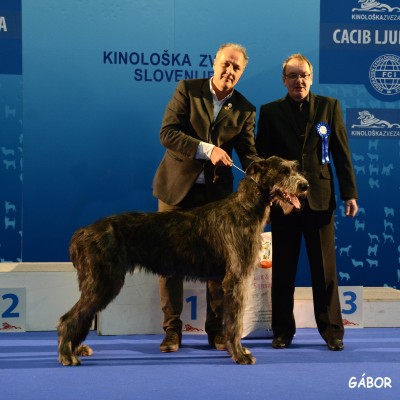 INTERNATIONAL DOG SHOW CACIB Ljubljana Jan 17th  2015   Will Scarlet dei Mangialupi got BEST IN SHOW JUNIOR