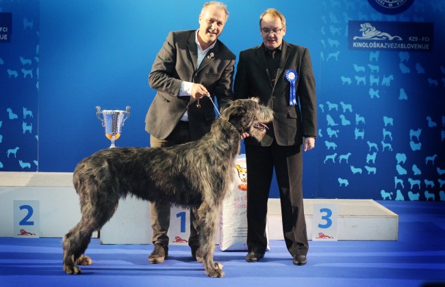 INTERNATIONAL DOG SHOW CACIB Ljubljana Jan 17th  2015   Will Scarlet dei Mangialupi got BEST IN SHOW JUNIOR