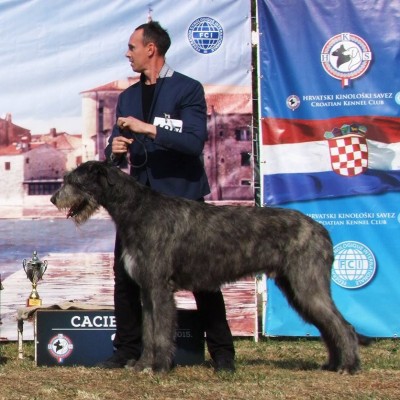 INTERNATIONAL DOG SHOW CACIB UMAG ( Croatia) 2015