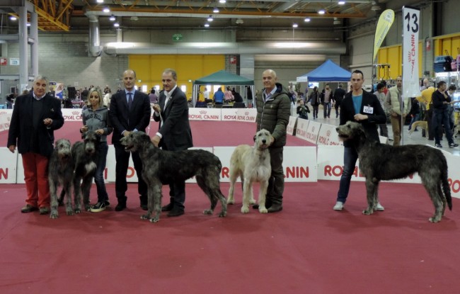 International Dog Show Cremona 2014