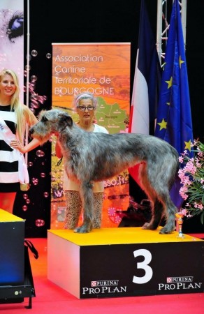 International Dog Show DIJON France   JUDÉLIE des COEURS de LUNE 1ST EXC CAC CACIB BOB BOG3rd